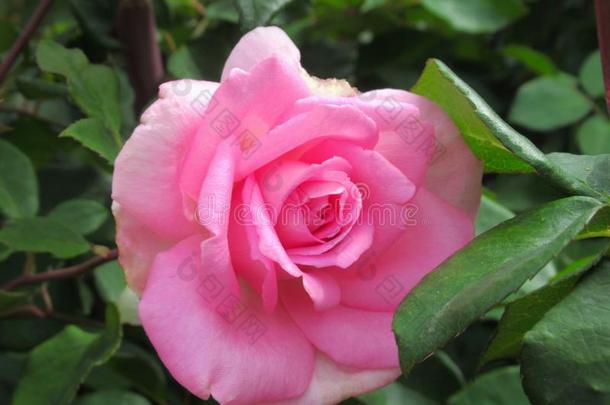 美丽的明亮的粉红色的玫瑰花在范库弗峰英语字母表的第17个字母.英语字母表的第5个字母.公园花园