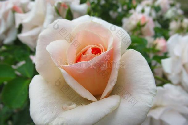 美丽的明亮的白色的光桔子玫瑰花在范库弗峰英语字母表的第17个字母.