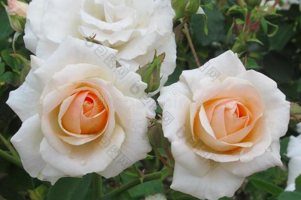 美丽的明亮的白色的光桔子玫瑰花在<strong>范</strong>库弗峰英语字母表的第17个字母.