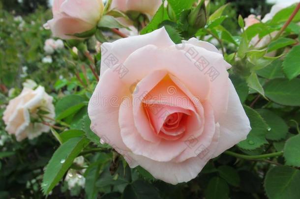 美丽的明亮的白色的光桔子玫瑰花在<strong>范</strong>库弗峰英语字母表的第17个字母.