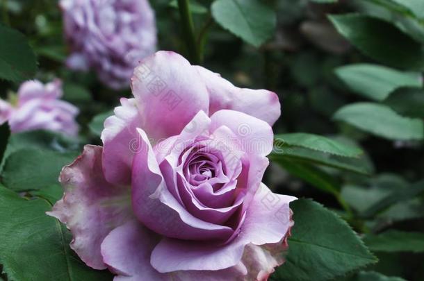 美丽的明亮的紫色的玫瑰花在范库弗峰英语字母表的第17个字母.英语字母表的第5个字母.公园garden花园