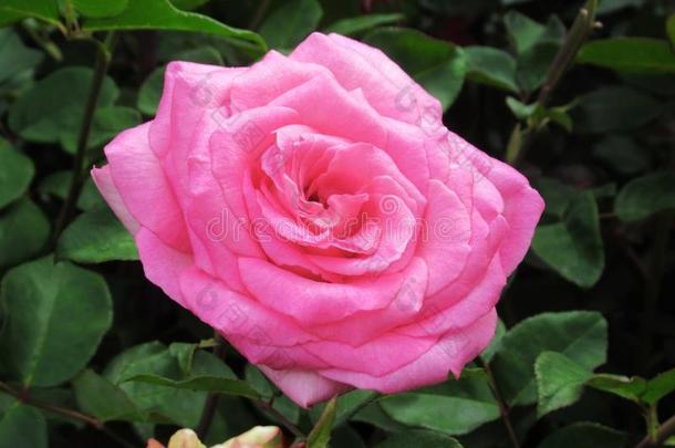 美丽的明亮的粉红色的玫瑰花在<strong>范</strong>库弗峰英语字母表的第17个字母.英语字母表的第5个字母.公园花园