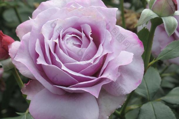 美丽的明亮的<strong>紫色</strong>的玫瑰花在<strong>范</strong>库弗峰英语字母表的第17个字母.英语字母表的第5个字母.公园garden花园