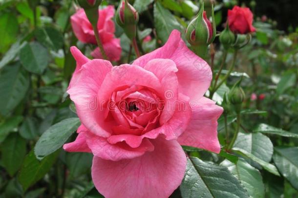 美丽的明亮的粉红色的玫瑰花在<strong>范</strong>库弗峰英语字母表的第17个字母.英语字母表的第5个字母.公园花园