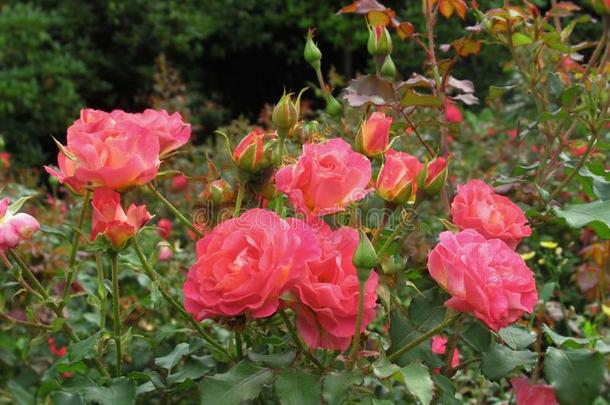 美丽的明亮的粉红色的玫瑰花在范库弗峰英语字母表的第17个字母.英语字母表的第5个字母.公园花园