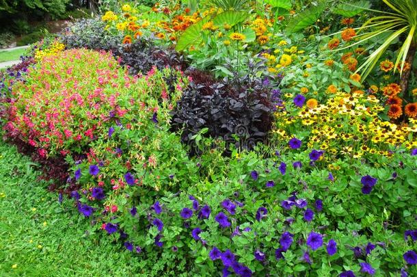 美丽的颜色鲜艳的混合的花床在范库弗峰斯坦利公园英语字母表的第16个字母