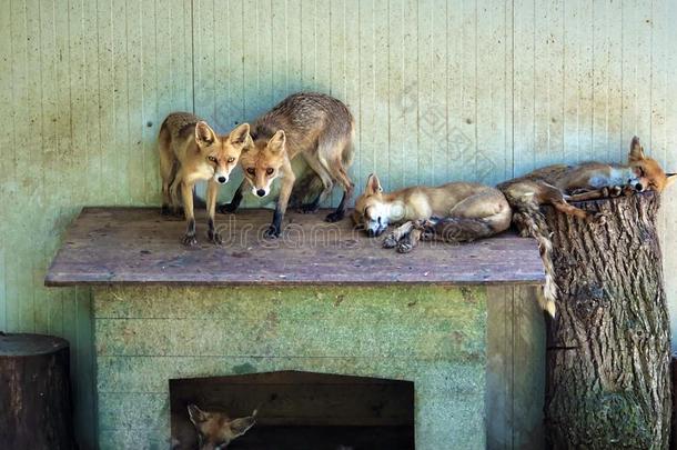 狐采用鲁西卡芸香草动物园在近处斯拉翁斯基布罗德或迈尔斯家庭动物园,CostaRica哥斯达黎加