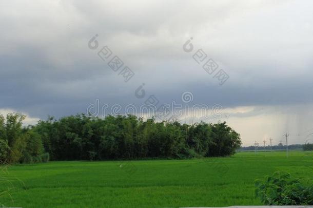 绿色的稻田多云的天
