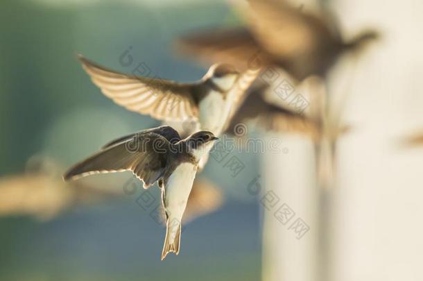 沙燕科小鸟,银行吞河岸河岸采用飞行nest采用g