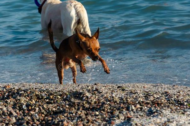小的漂亮的好奇的红色的狗跑步上岸从指已提到的人海.狗机智