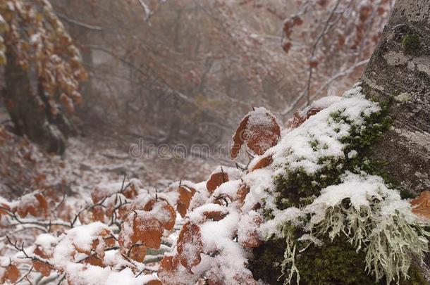 <strong>山毛榉树</strong>叶和<strong>树</strong>干采用雪,秋