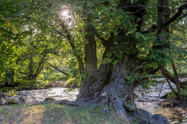 老的山毛榉树在近处流动的occipito-laevatransverse横向左枕骨河采用特兰西瓦尼亚