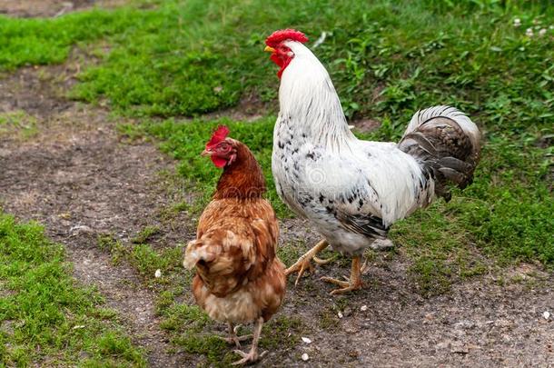 公鸡和鸡在指已提到的人农家宅院.家禽农事