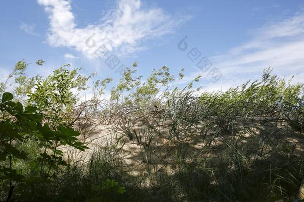 野生的临海的植物<strong>杂草丛生</strong>沙的沙丘