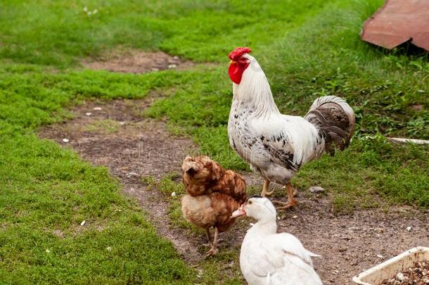 公鸡和鸡在指已提到的人农家宅院.家禽农事