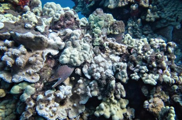 鳝鱼塞进进入中珊瑚大量的墙在水中的