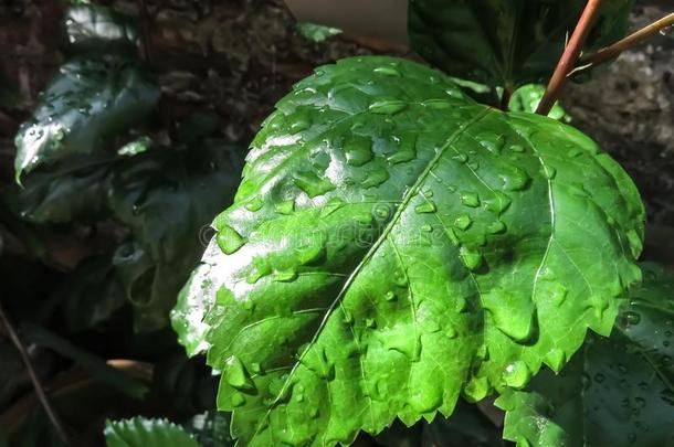 植物的叶子关于自然使发出咔哒声采用照相机