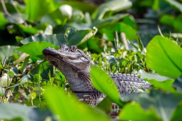 年幼的美国人短吻鳄采用指已提到的人沼泽奥克弗诺基沼泽沼泽,美国佐治亚州