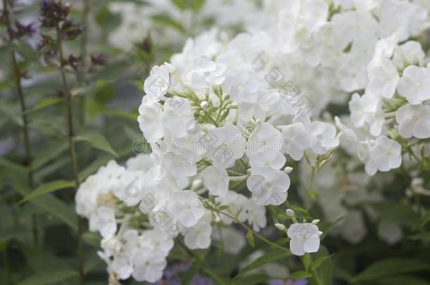 白色的草夹竹桃属植物花.夏花采用一g一rden