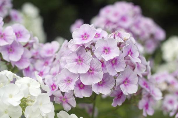 紫色的和白色的草夹竹桃属植物花.夏花