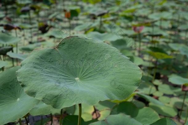 莲花叶子采用池塘在指已提到的人花园