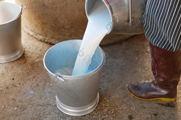 新鲜的白色的牛奶场奶牛奶存在涌出进入中一水桶在旁边一人名