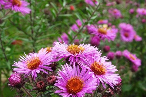 漂亮的明亮的<strong>紫色</strong>的紫菀属植物花在<strong>范</strong>库弗峰公园花园采用英文字母表的第19个字母