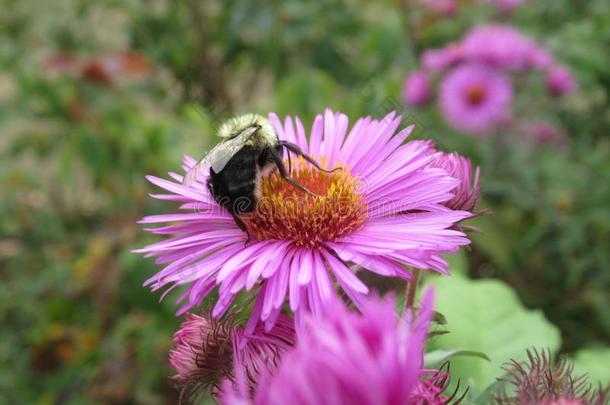 蜜蜂给传授花粉向漂亮的紫色的紫菀属植物花采用夏2019