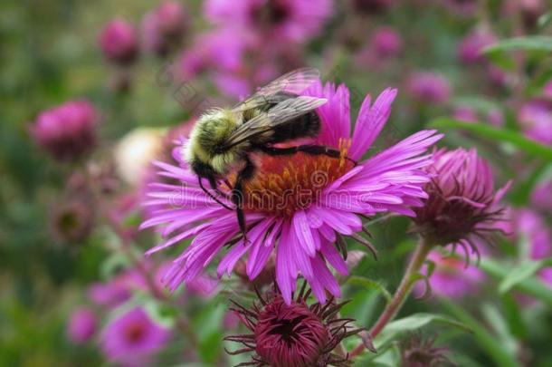 蜜蜂给传授花粉向漂亮的<strong>紫色</strong>的紫菀属植物花采用夏2019