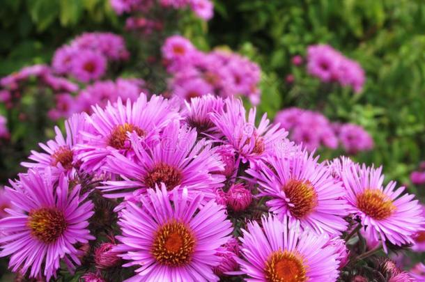 漂亮的明亮的<strong>紫色</strong>的紫菀属植物花在<strong>范</strong>库弗峰公园花园采用英文字母表的第19个字母