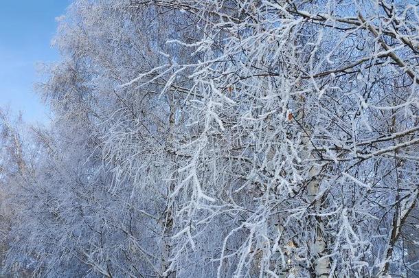 美丽的树枝关于树大量的和雪