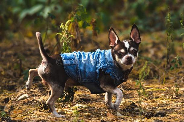流行的奇瓦瓦狗狗采用衣服跑通过指已提到的人森林