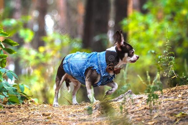 时髦的奇瓦瓦狗狗采用衣服跑向一绿色的森林