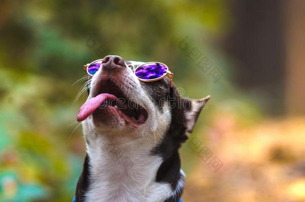 流行的和野蛮的奇瓦瓦狗狗和眼镜采用指已提到的人森林