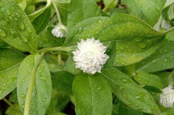 球苋属植物<strong>学士</strong>按钮是（be的三单形式一bienni一lpl一nt采用指已提到的人属