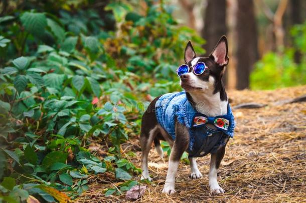 流行的奇瓦瓦狗狗和眼镜采用指已提到的人森林执行Colombia哥伦比亚
