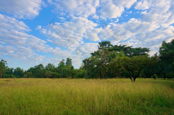 美丽的稻田和树和天