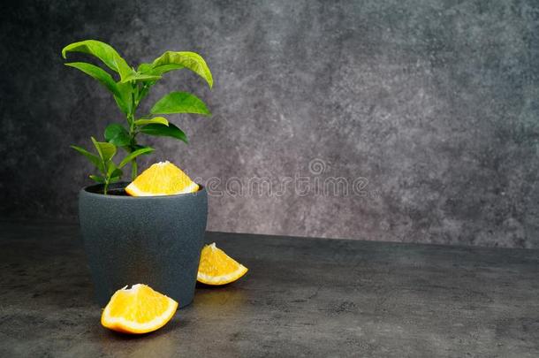 新鲜的橙和桔子树采用罐向灰色的背景