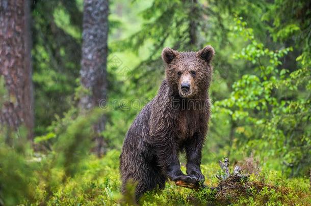 幼小的兽关于棕色的熊采用指已提到的人夏森林.绿色的自然的后座