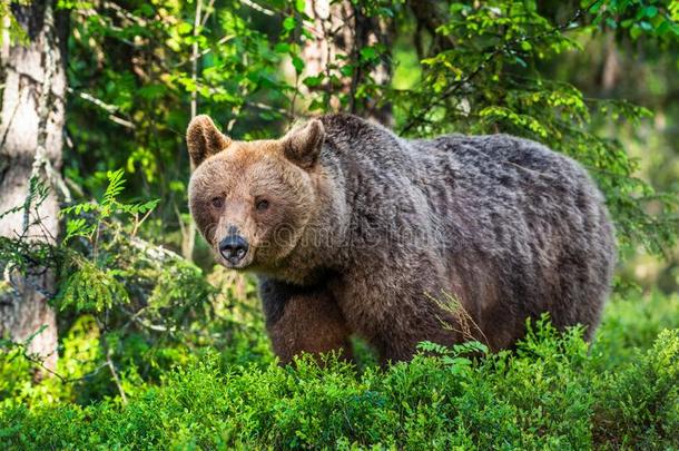 棕色的熊采用指已提到的人夏森林.绿色的森林自然的背景