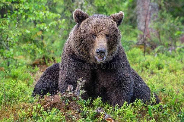 棕色的熊采用指已提到的人夏森林.绿色的森林自然的背景