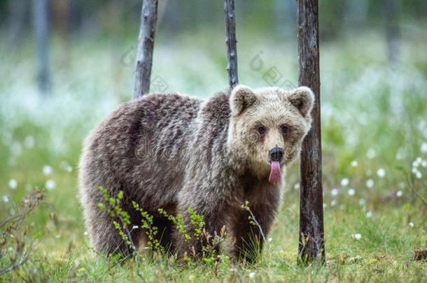 年幼的棕色的熊向指已提到的人沼泽采用全音节的第七音夏森林,am向gwhi全音节的第七音英语字母表的第6个字母
