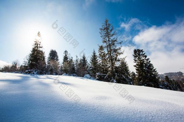 极好的冬风景采用和煦的：照到阳光的一天.美好世界.