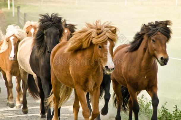 一兽群关于野生的冰岛的马是很夸张直接地采用指已提到的人diameter直径