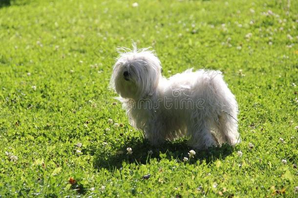 小的白色的供玩赏用的小狗向一绿色的l一wn向一夏一fterno向