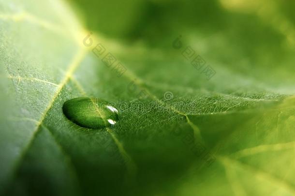 大大地美丽的落下关于透明的雨水向一绿色的le一f