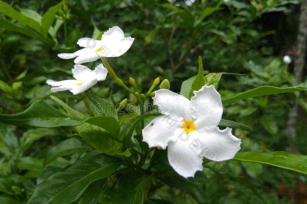 新鲜的栀子属植物花&字母字母x28;栀子属植物茉莉&字母字母x29;向树我