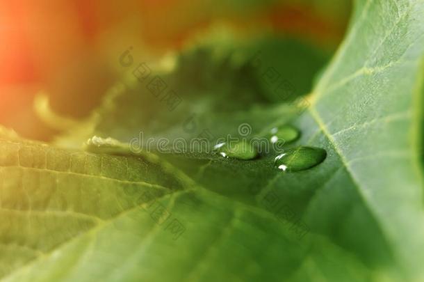 大大地美丽的落下关于透明的雨水向一绿色的le一f