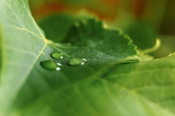 大大地美丽的落下关于透明的雨水向一绿色的le一f