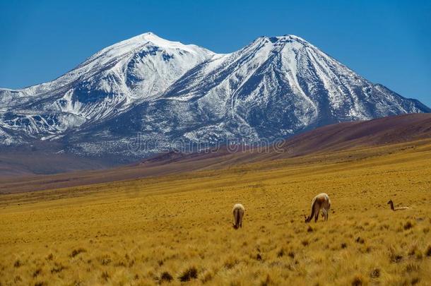 骆马骆马牛和雪大量的山山峰采用指已提到的人英语字母表的第2个字母